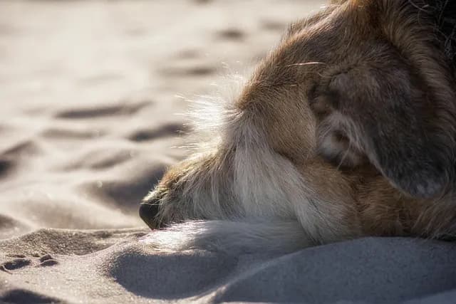 Huisje aan het strand met hond
