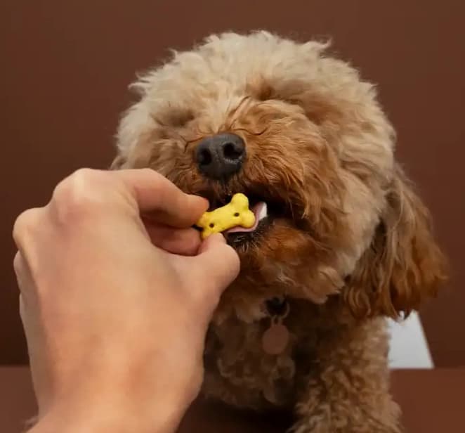 Welke hond luistert het best?