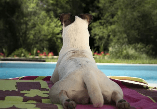 Camping Nederland met hond en zwembad – de beste tips