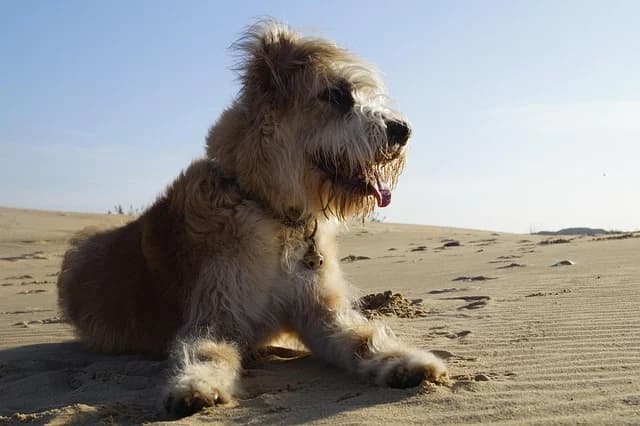 Dit zijn de leukste hondvriendelijke vakantieparken bij Doggy Time