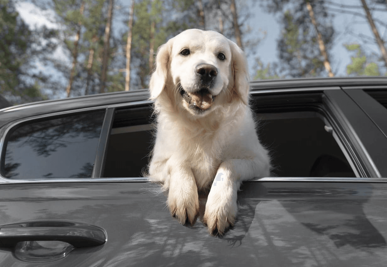 Ingerichte tent huren met hond – zo gaat dat!