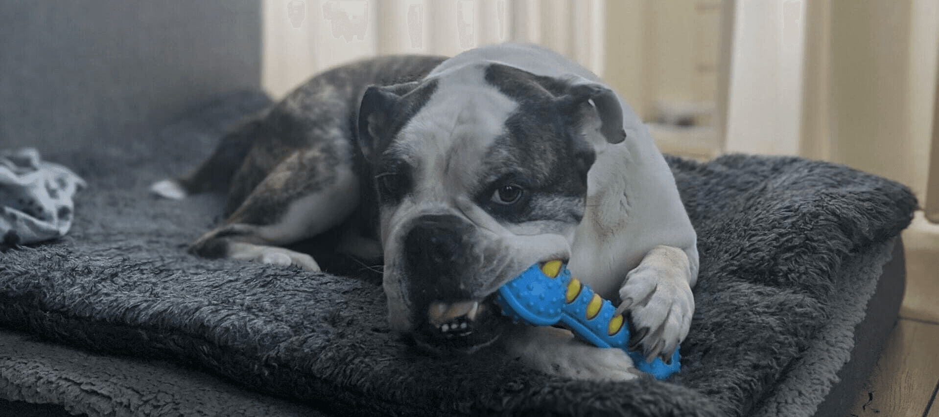 Old Engelse Bulldog – Alles wat je wil weten