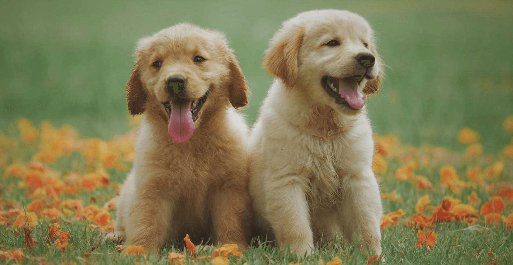 Wat kost een hond? Dit zijn alle kosten op een rijtje