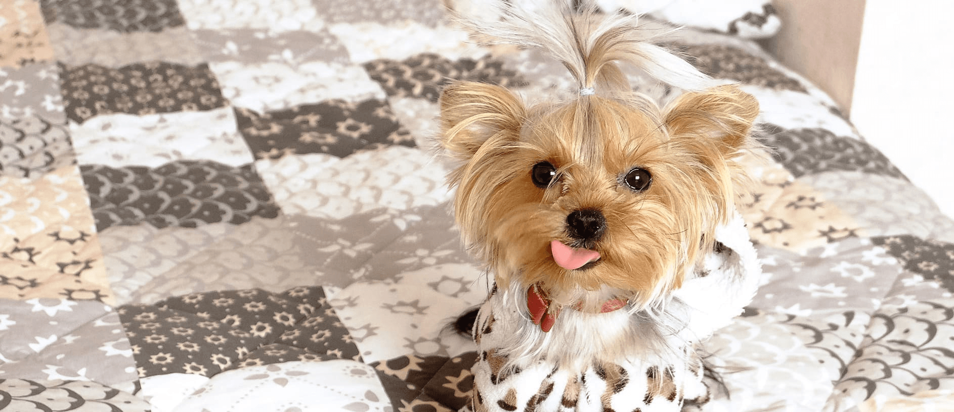 Alles wat je wil weten over de Yorkshire Terriër