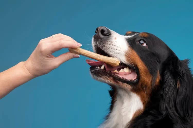 Hondensnacks en Traktaties