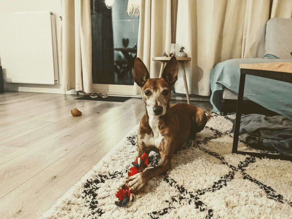 Hond thuis bij de oppas in Ede