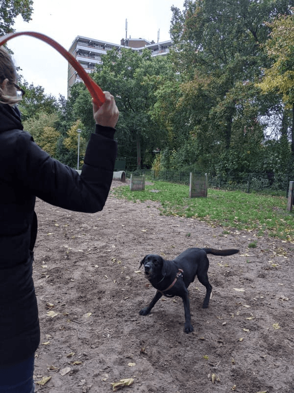 Speelmoment met hond tijdens uitlaatservice