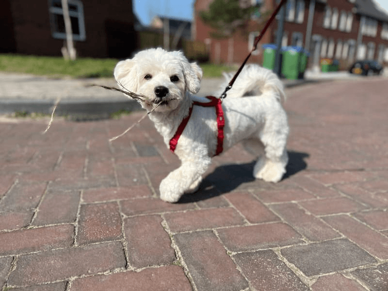 Puppy wandelen aan de lijn