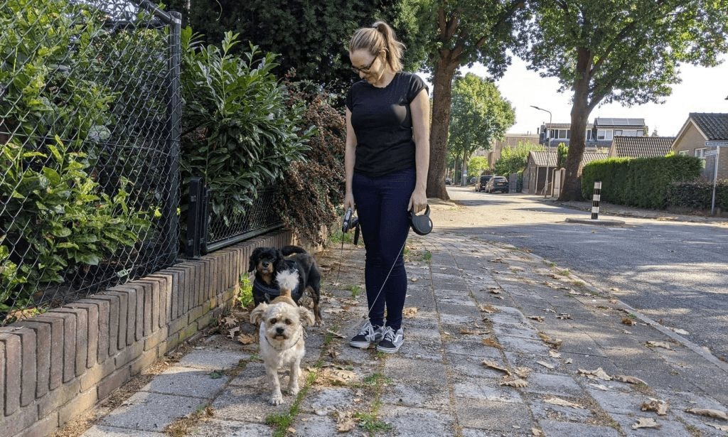 Hondenoppas wandelt met twee honden in Ede