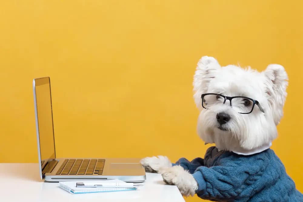 Honden Webshops overzicht