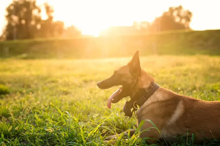 Glamping met hond in een luxe safaritent