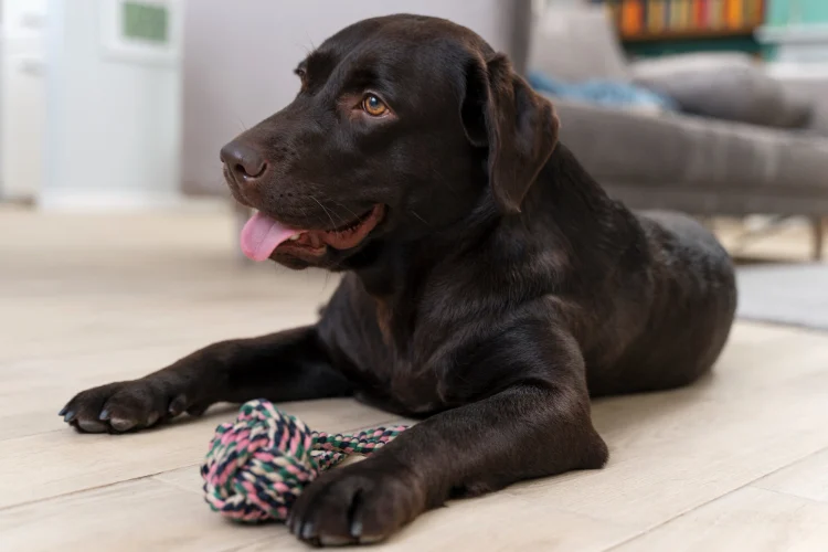 Beeztees hondenproducten via Doggy Time