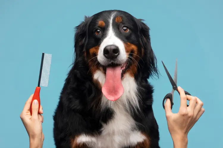 Hondenverzorging — shampoo, borstels en parasieten­bestrijding vergelijken via Doggy Time